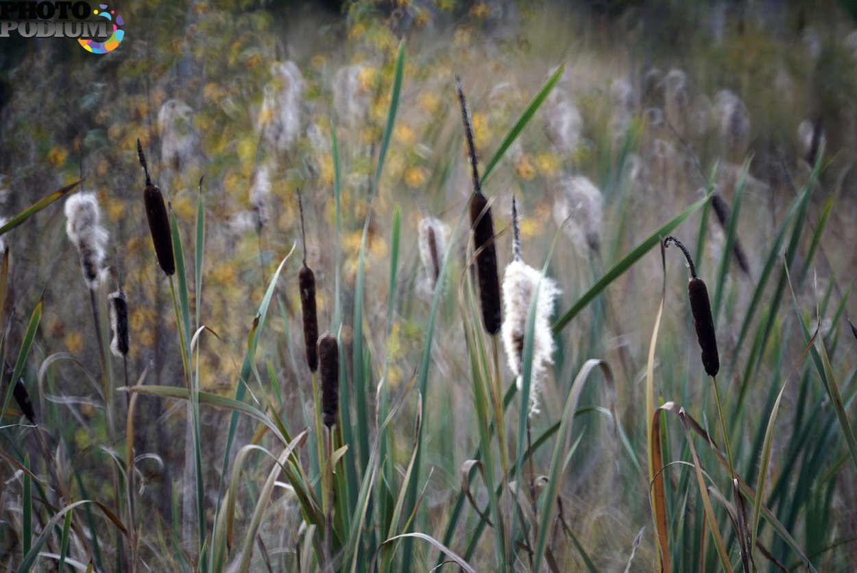 Камыш с желтыми цветами