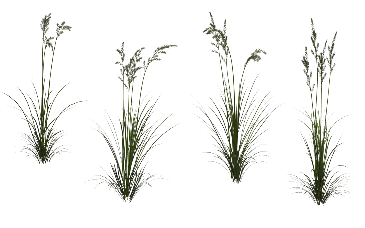 Сухая трава на прозрачном фоне