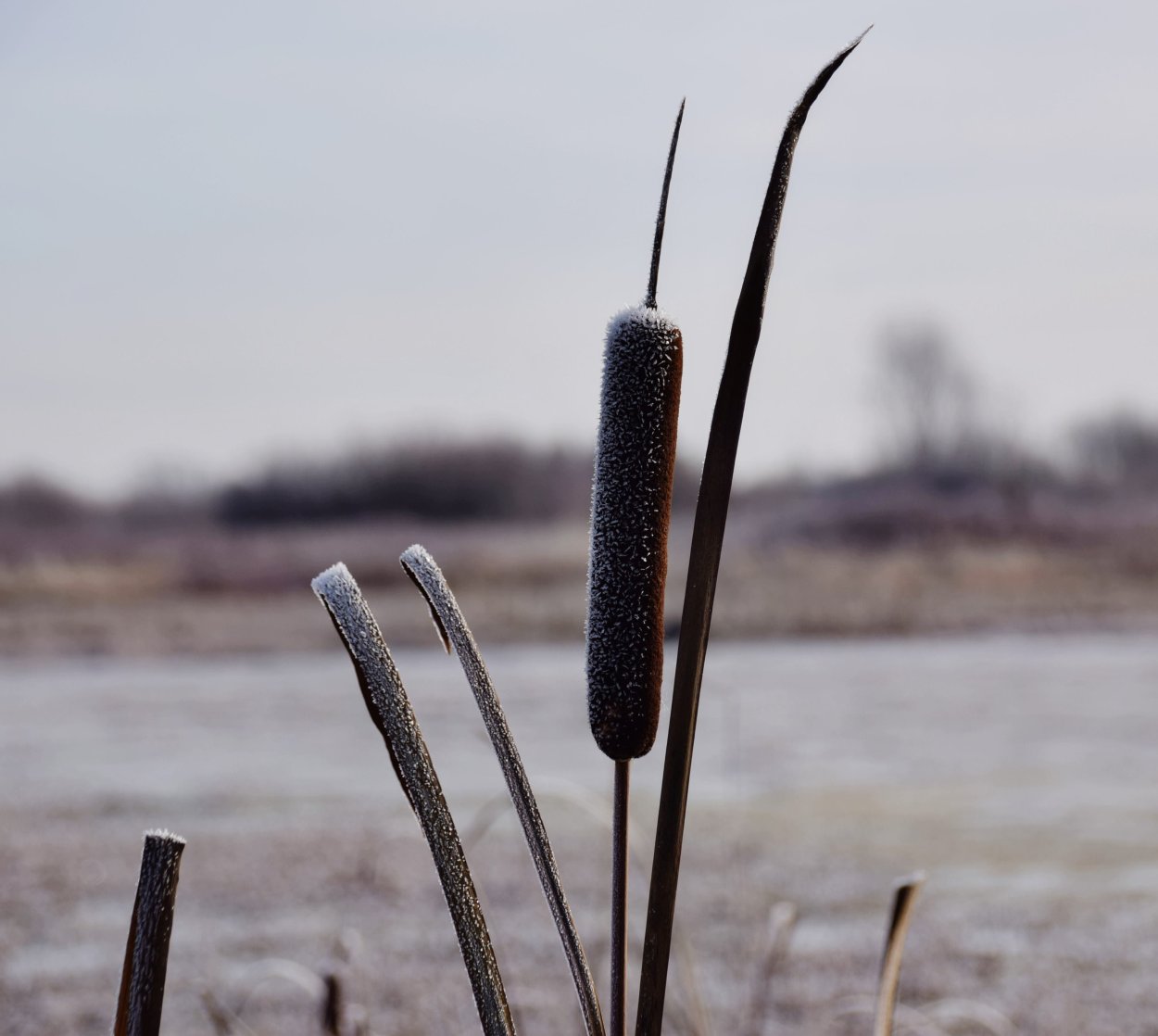 Камыш широколистный