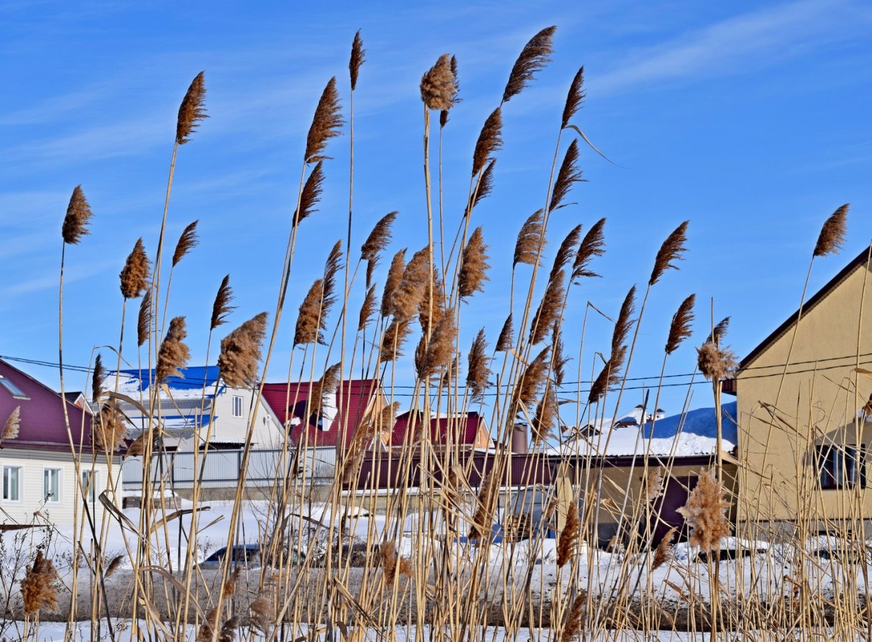Композиции с камышом