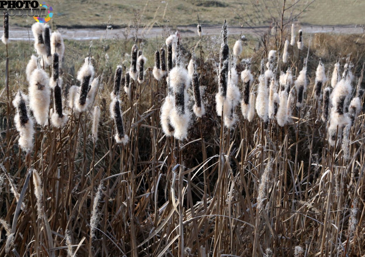 Камыш распушился