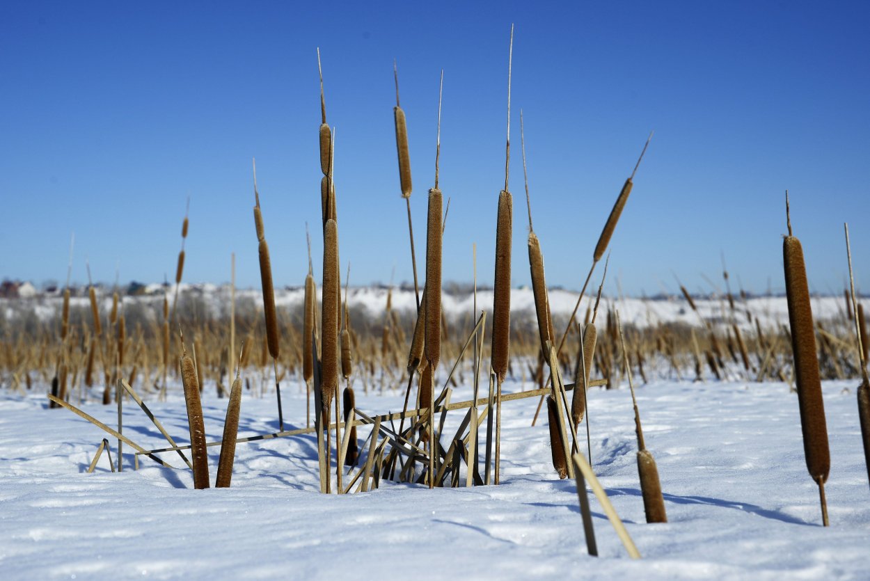 Рогоз зимой