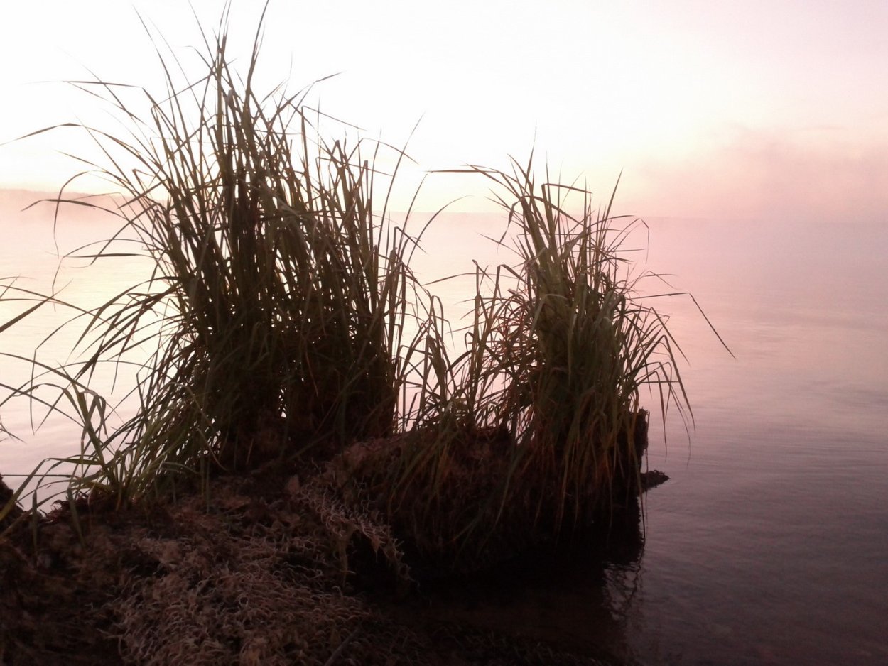 В камышах концерт Севастополе