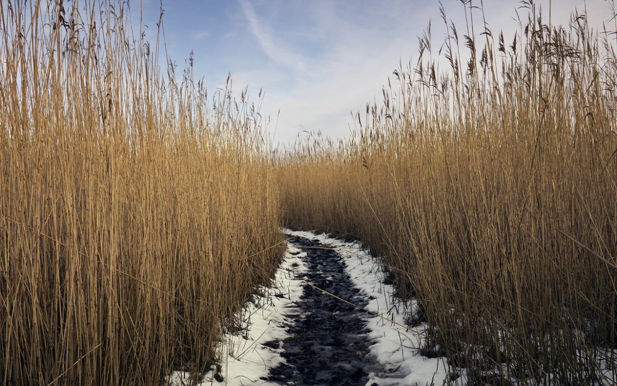 Заросли тростника