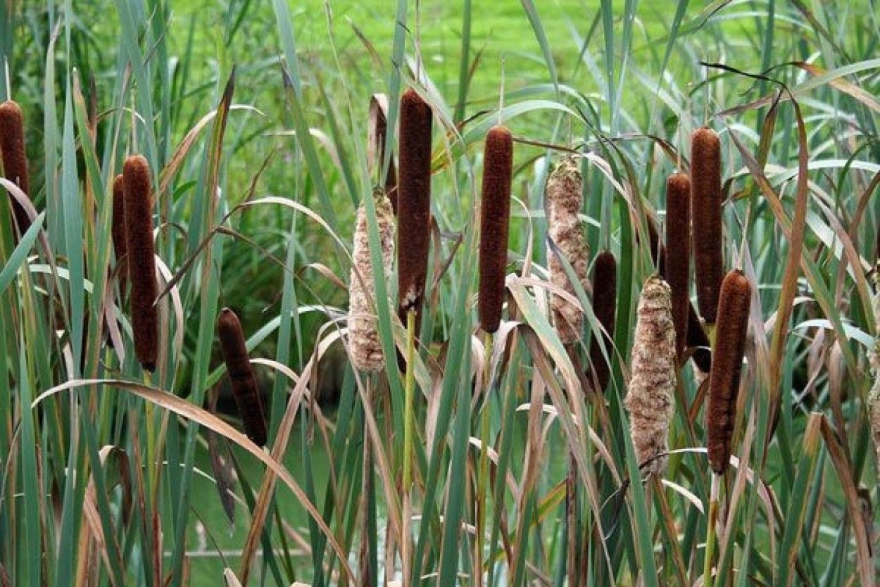 Початки камыша