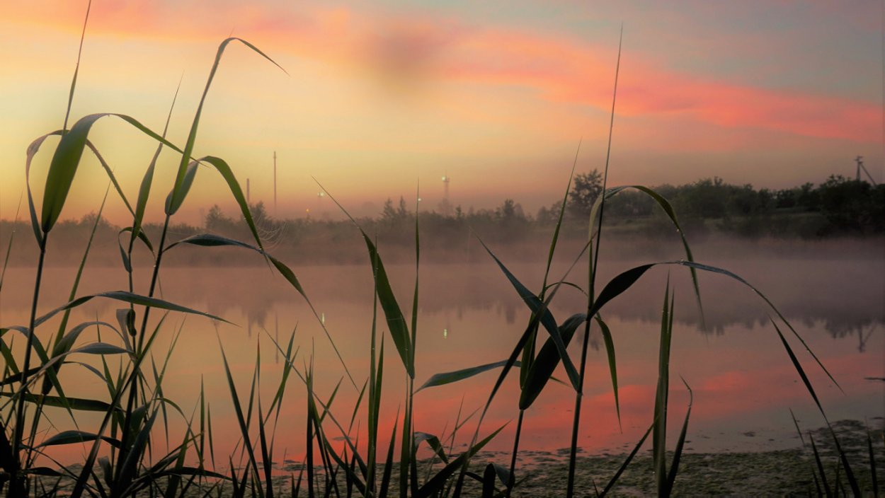 .Желтая трава зимой