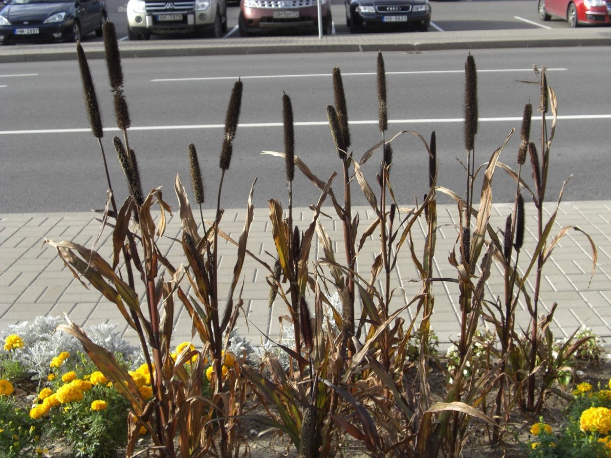 Декоративный черный камыш