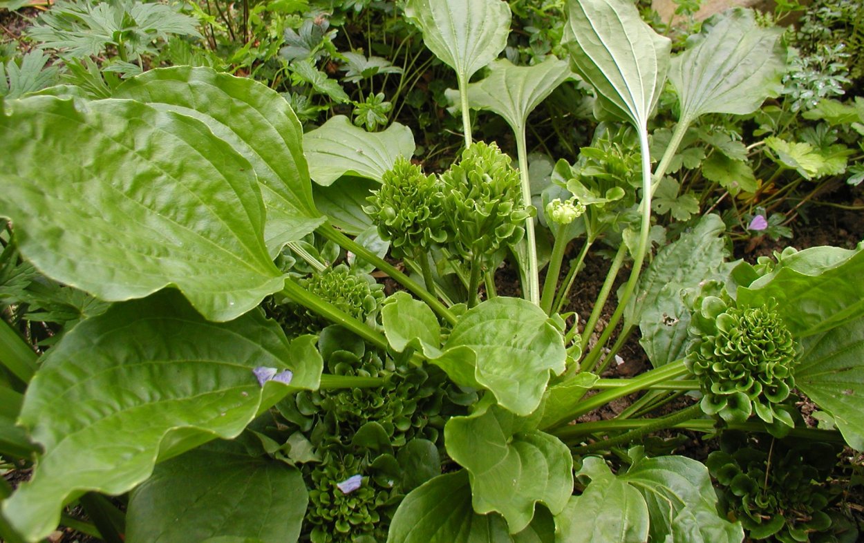 Подорожник большой (Plantago Major l.)