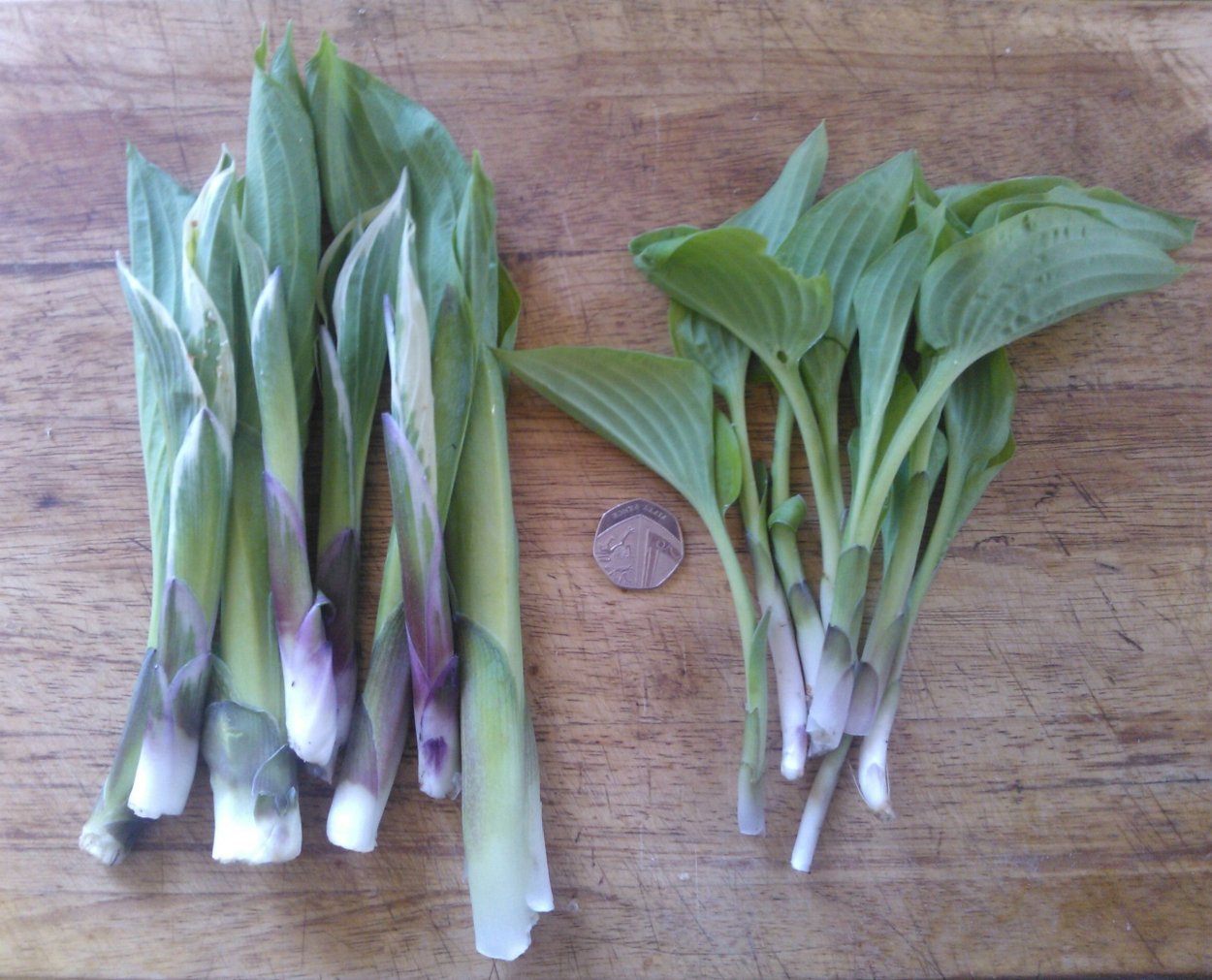 Съедобная Хоста