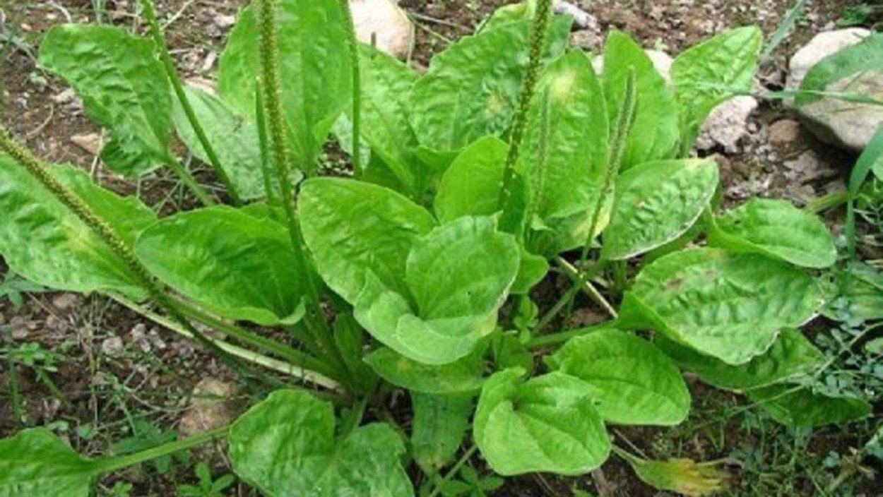 Подорожник австралийский