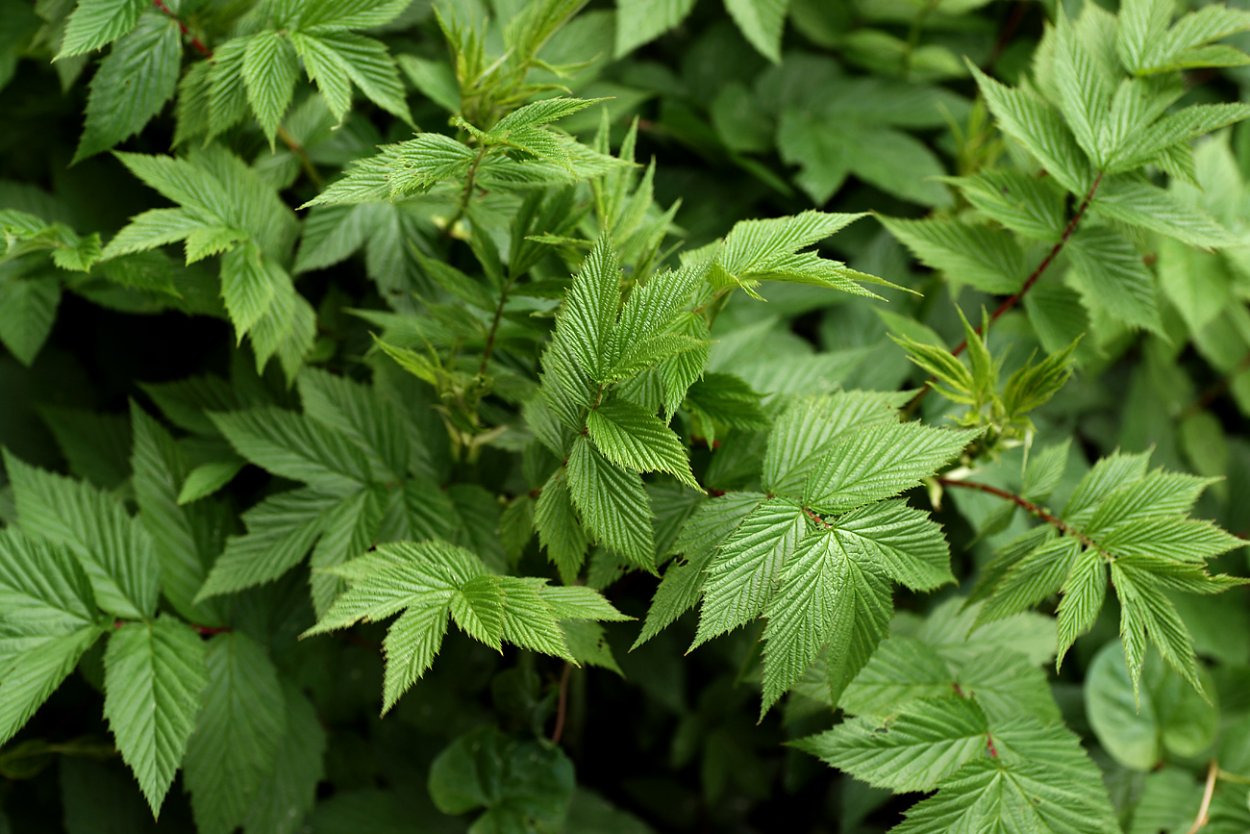 Таволга вязолистная листья