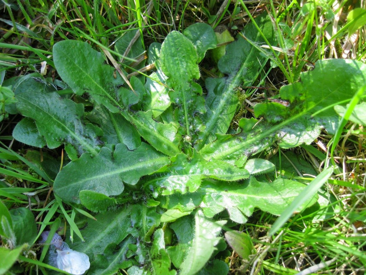 Итальянская съедобная трава