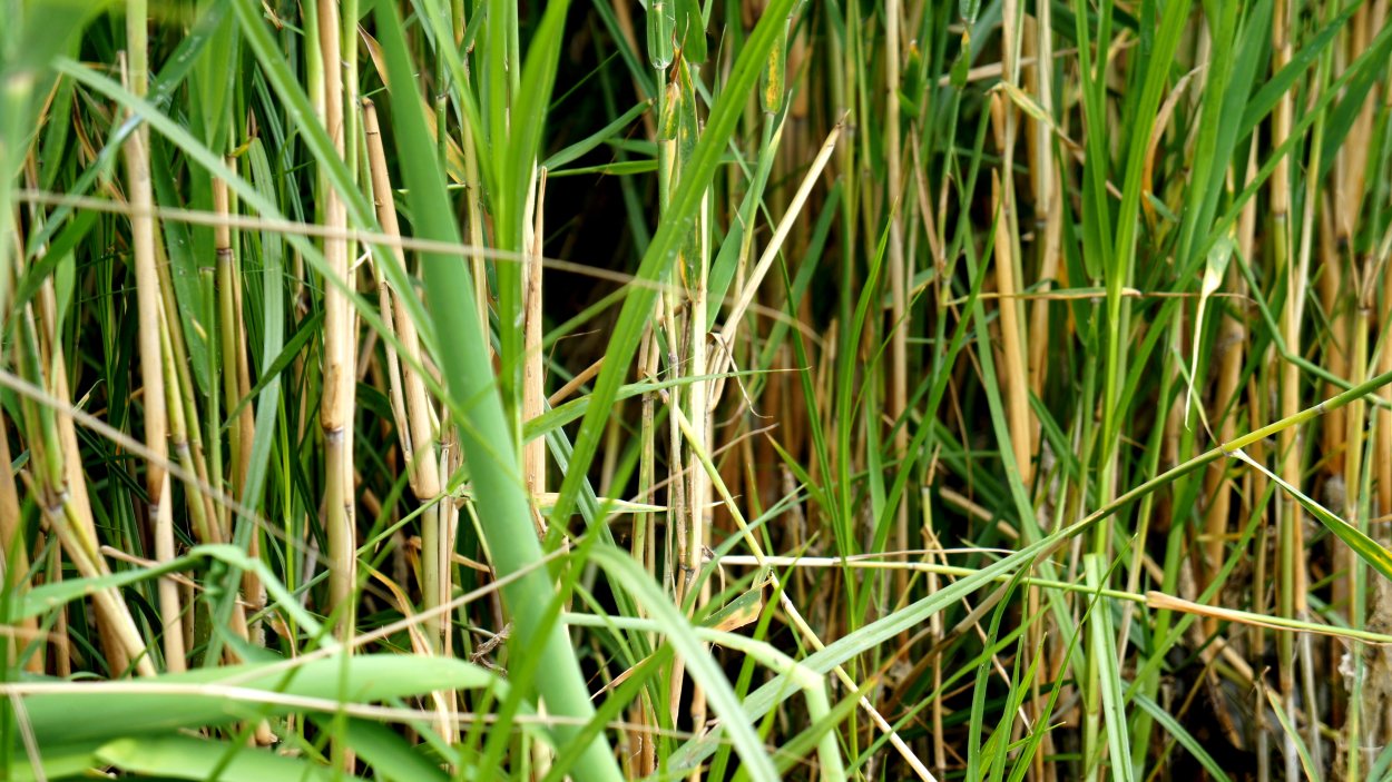 Стеблевые травы