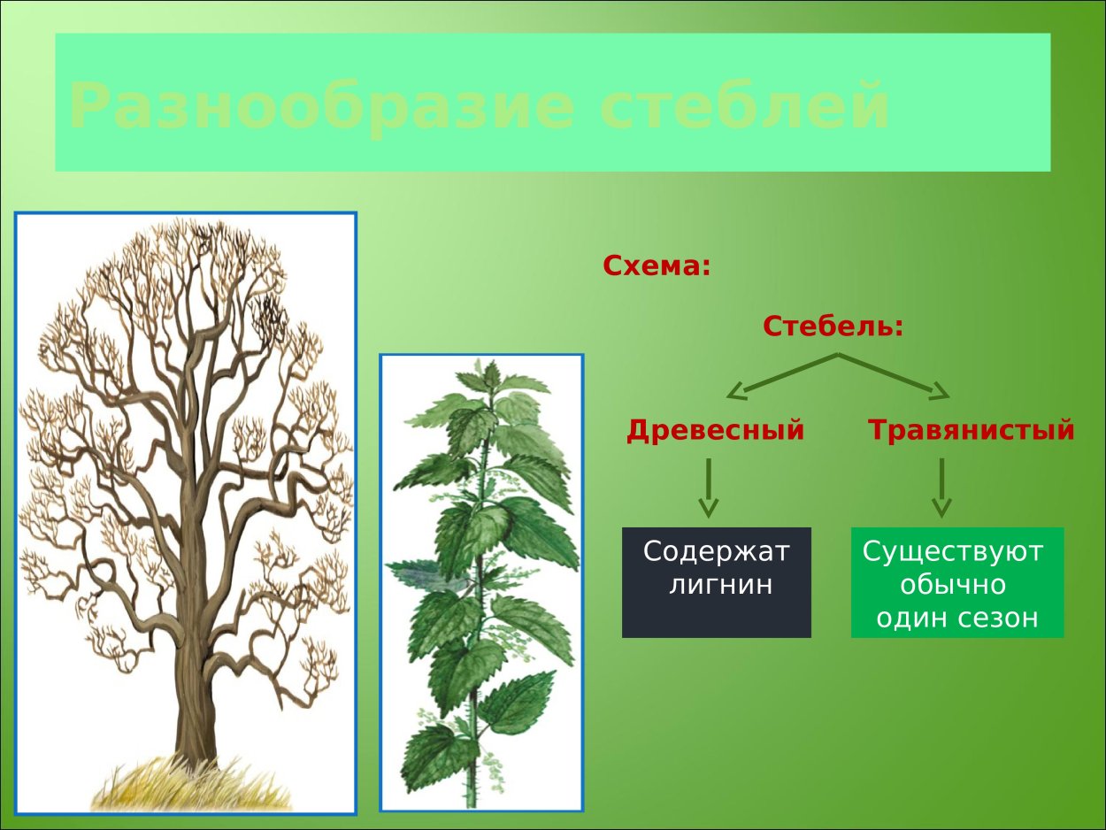 Разнообразие стеблей