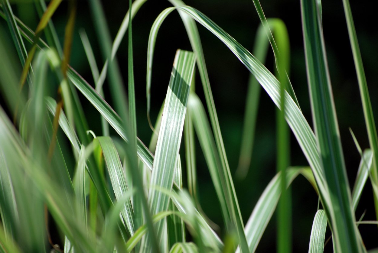 Стебель травы