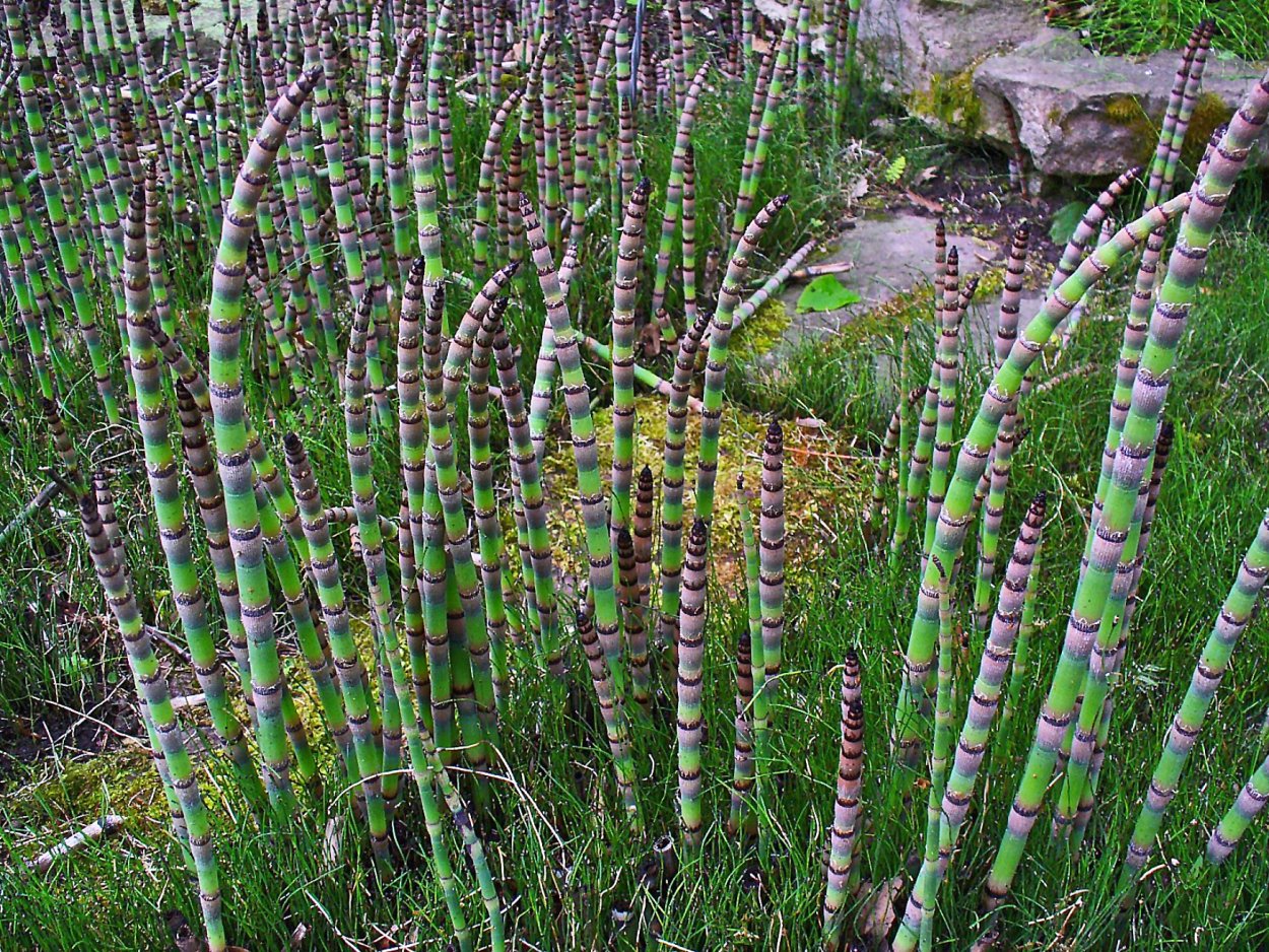 Хвощ зимующий Equisetum hyemale