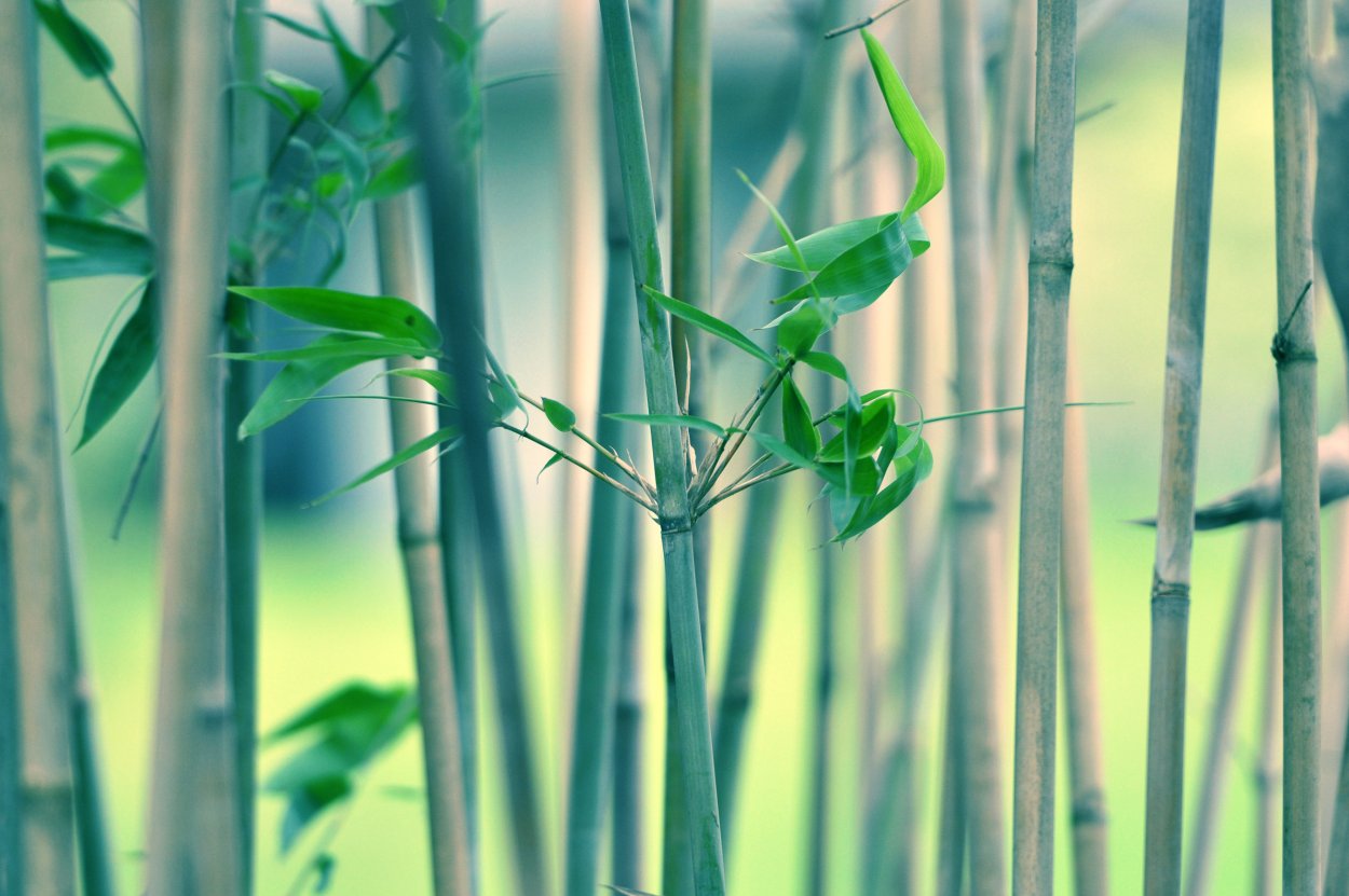 Стебель бамбука растение