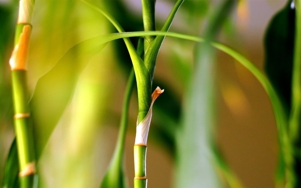 Ростки бамбука