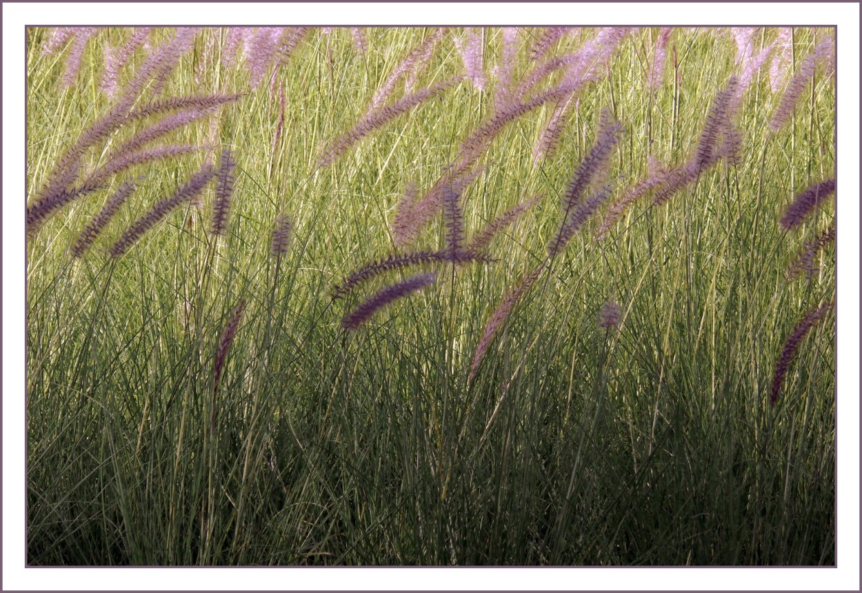 Разреженная травянистая растительность