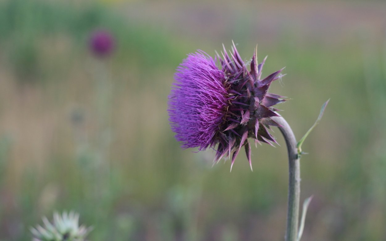 Татарник колючий сорняк