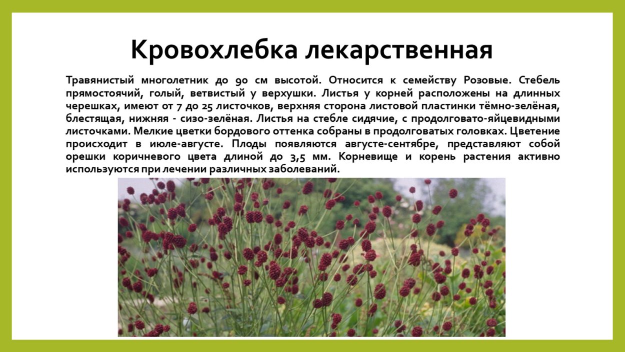 Лекарственные растения Новосибирской области