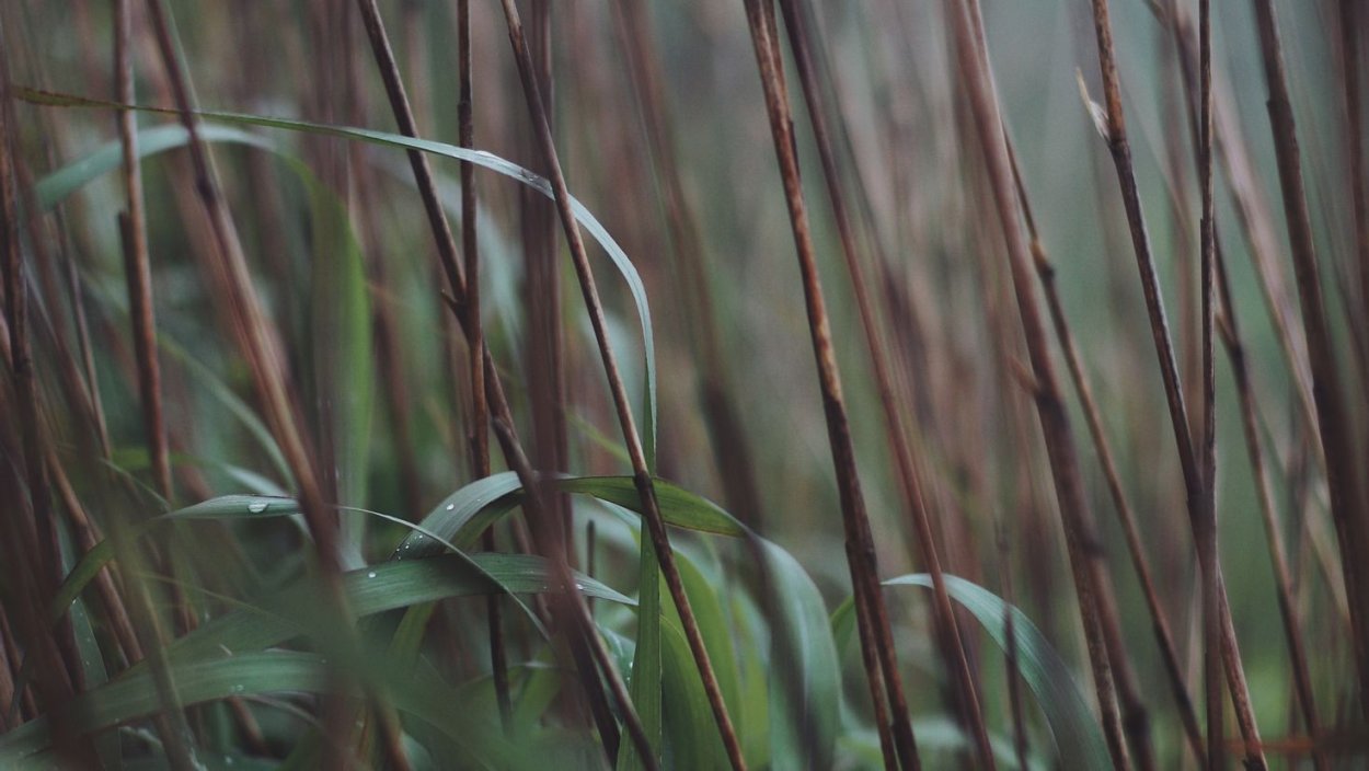 Тростник Эстетика