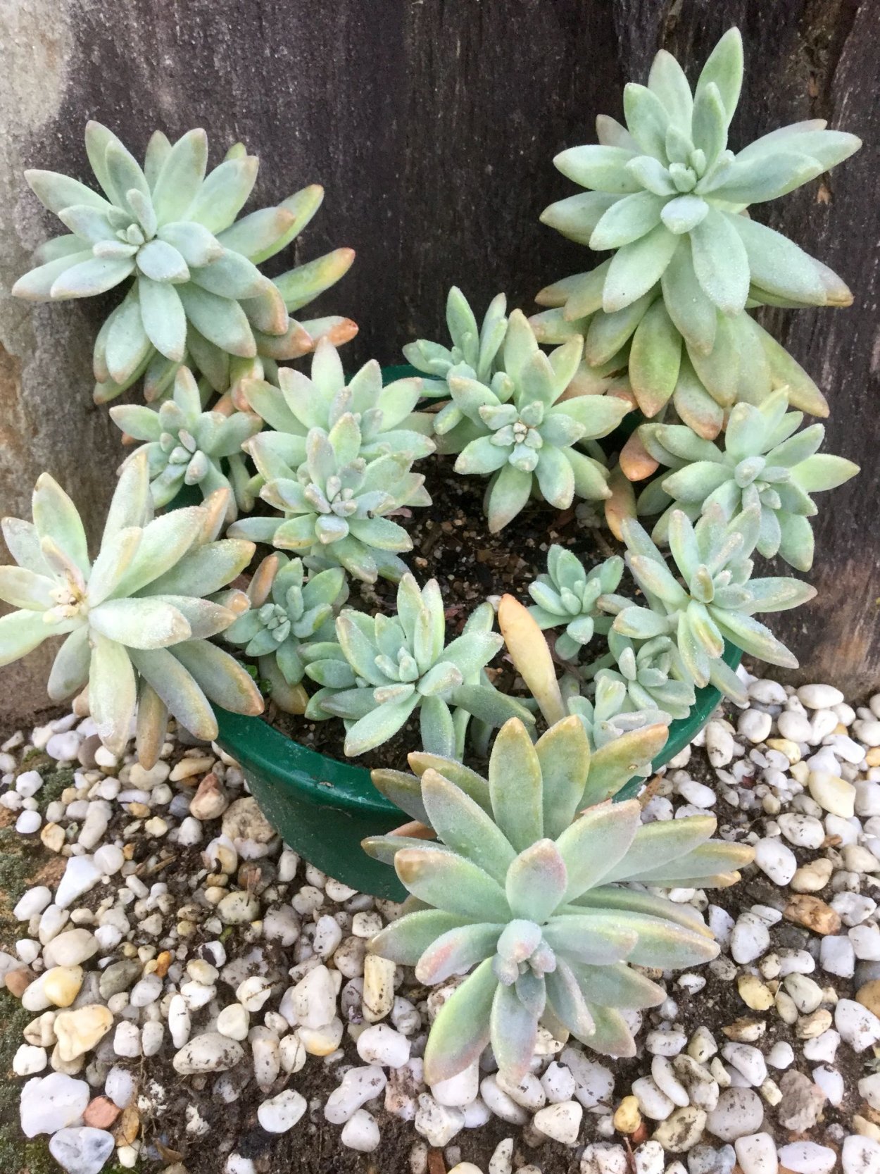 Суккулент Хортица