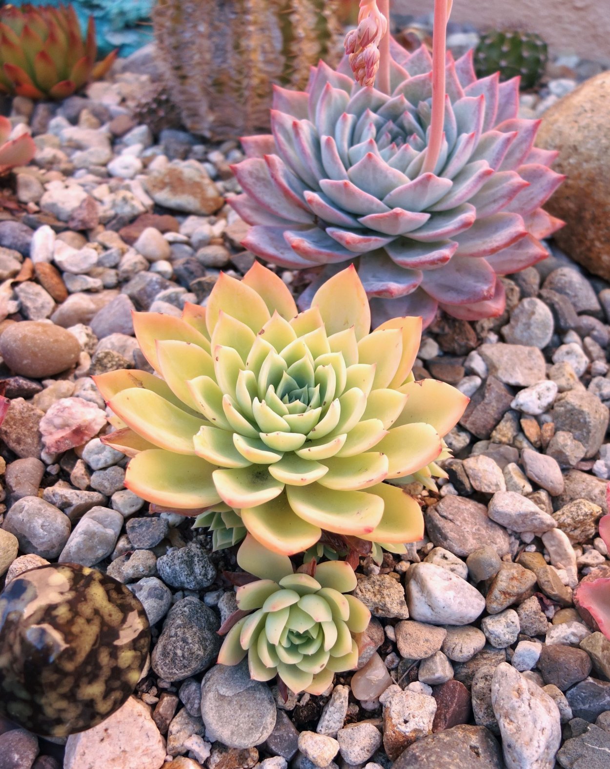 Кактус эхеверия