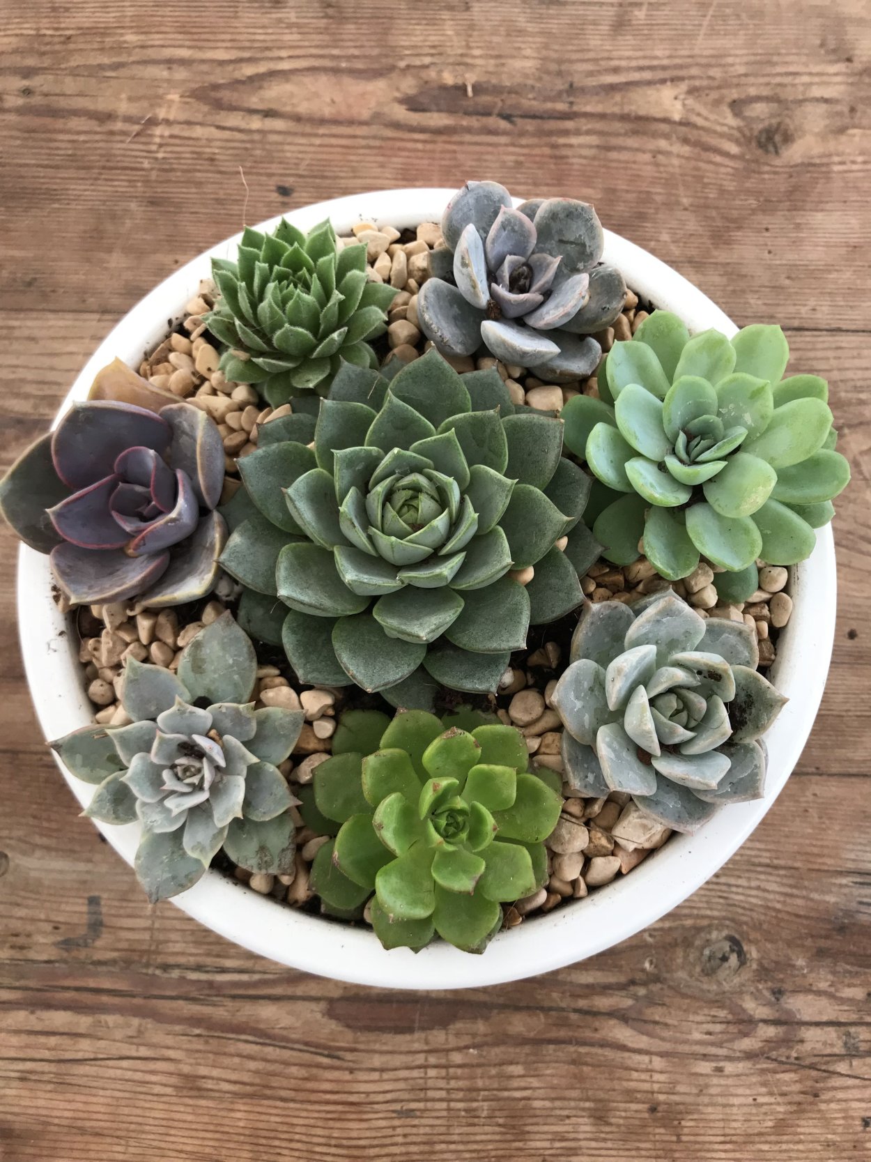 Суккулент панголин