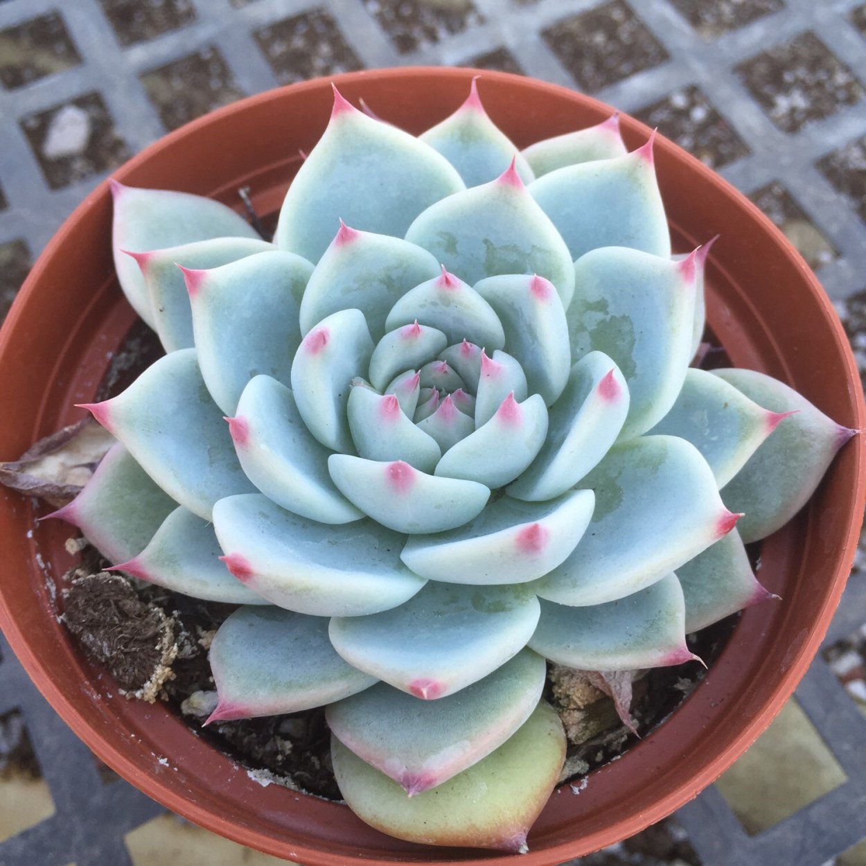 Суккулент Хортица