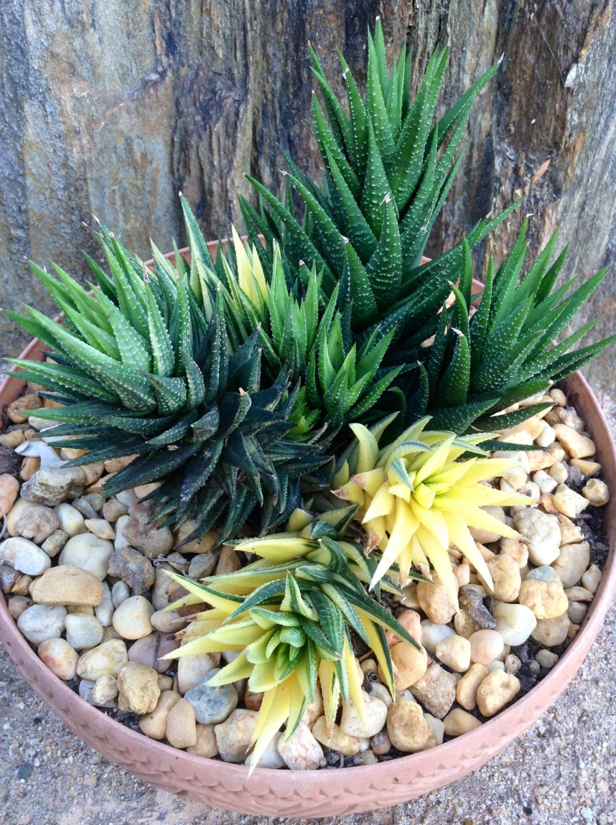 Граптоверия бронз