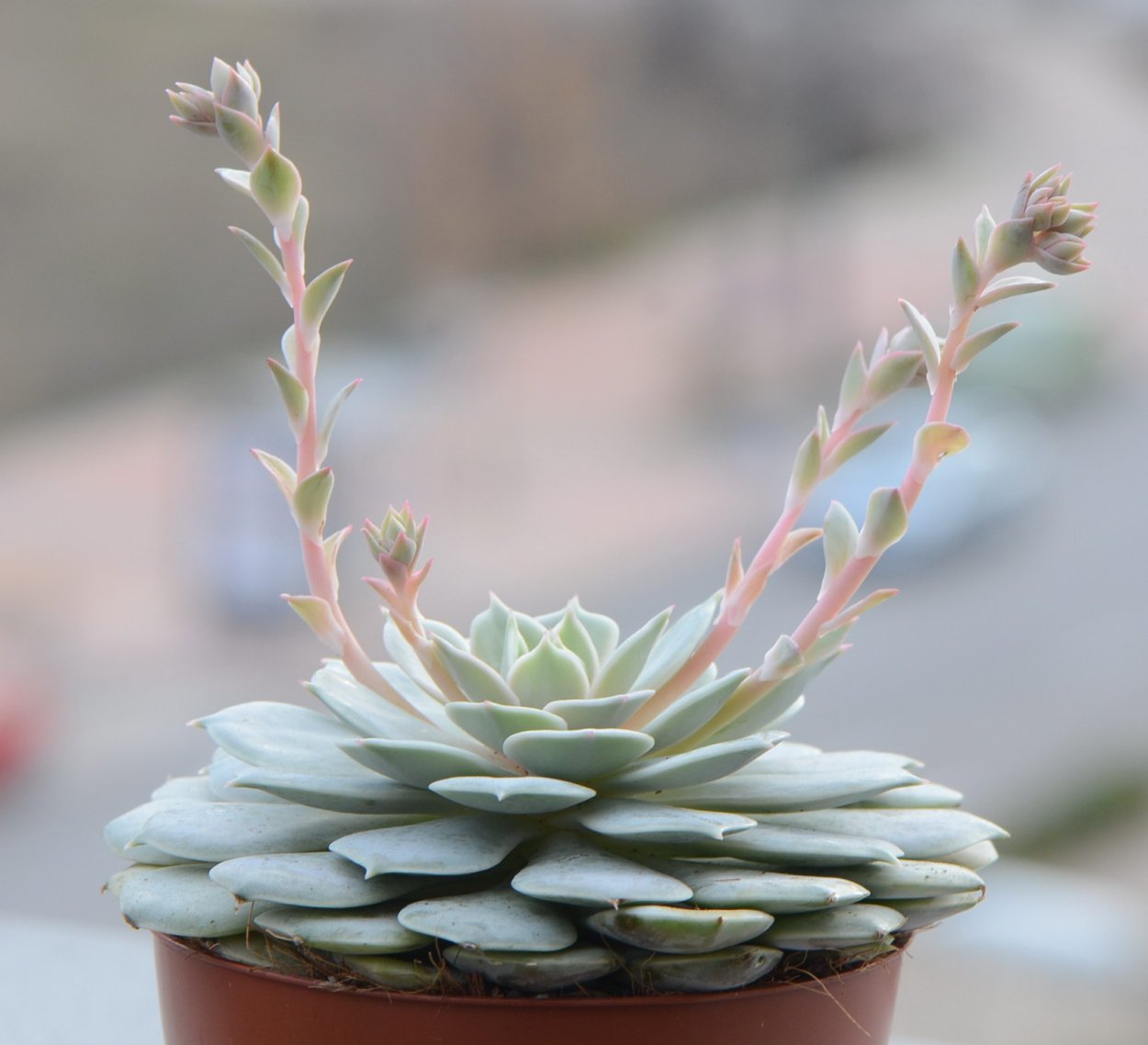 Эхеверия colorata