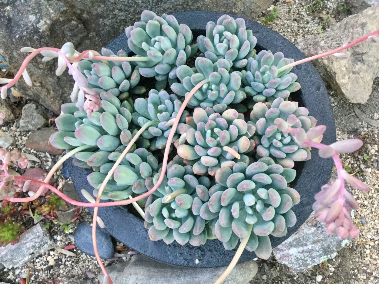 Суккулент эхеверия