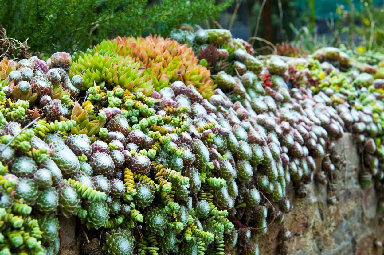 Суккулент отсыхает