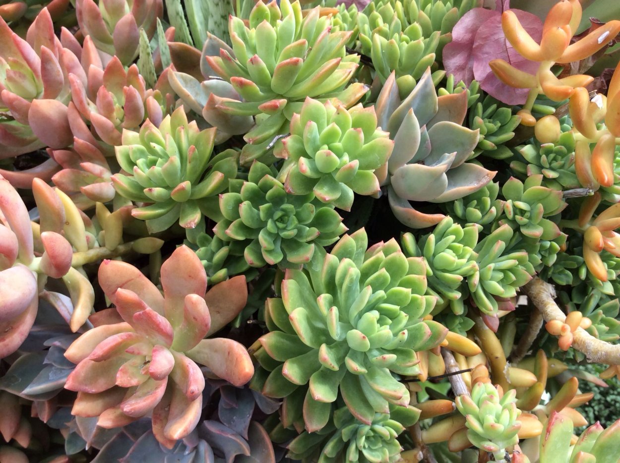 Седеверия Maialen