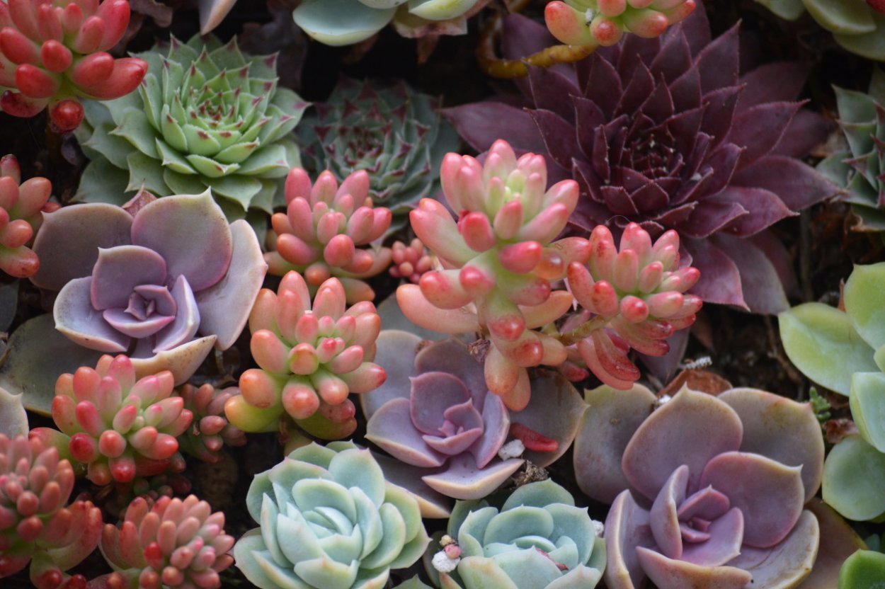 Аристов Суккуленты