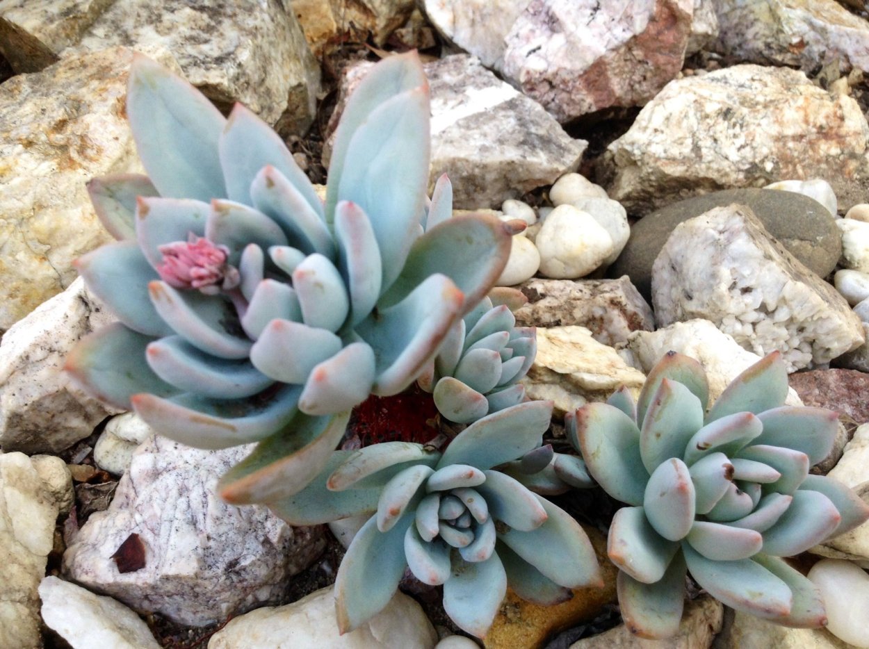 Суккулент Exotica