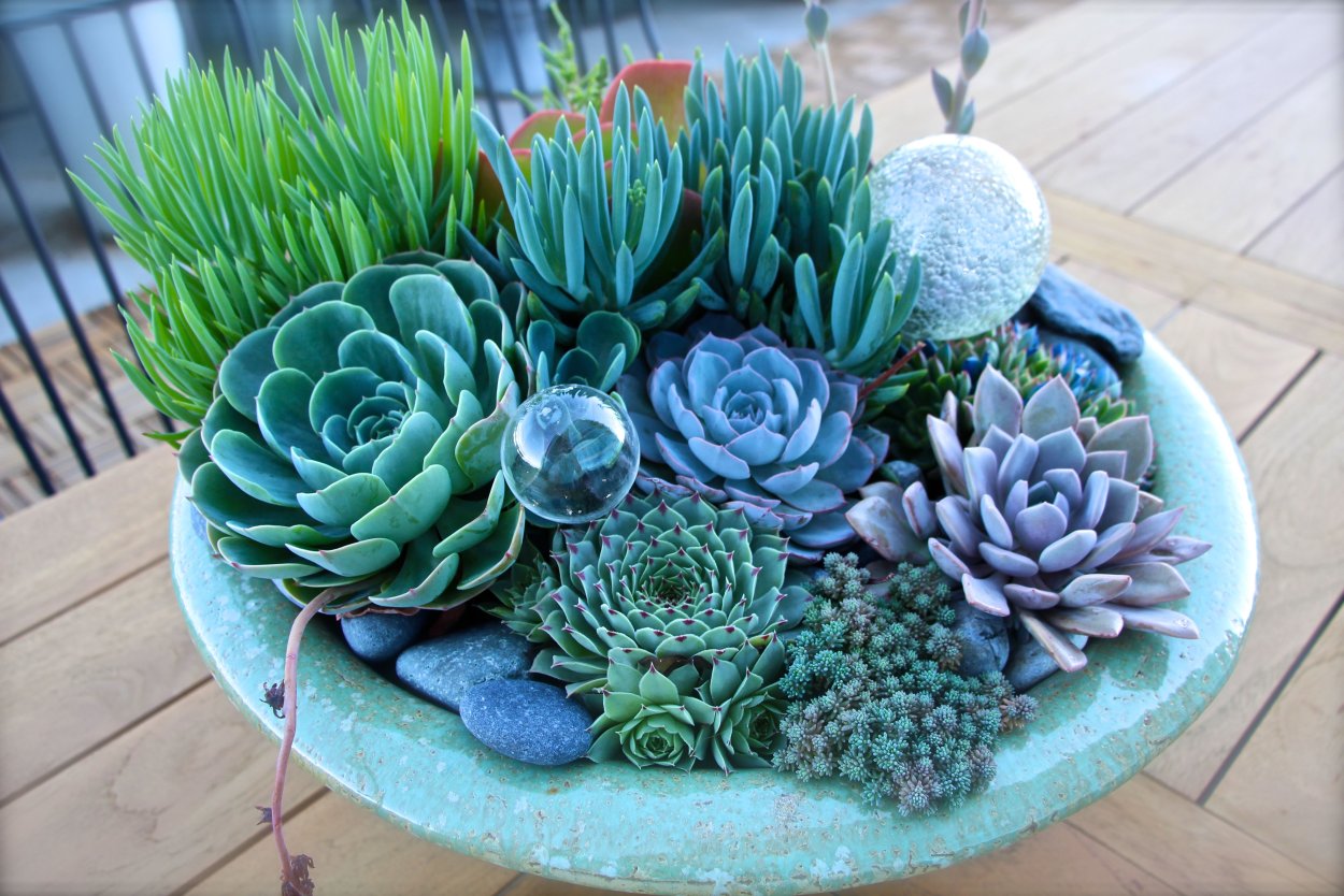 Суккулент плантс