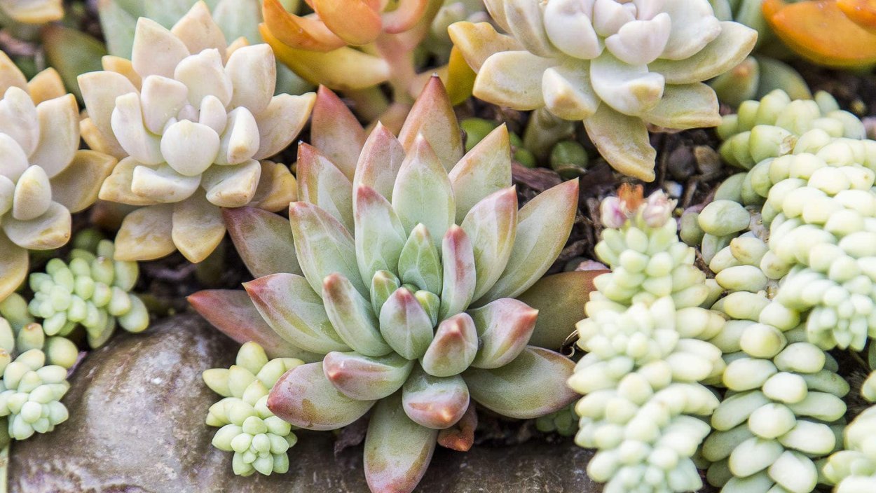 Echeveria hughmillus