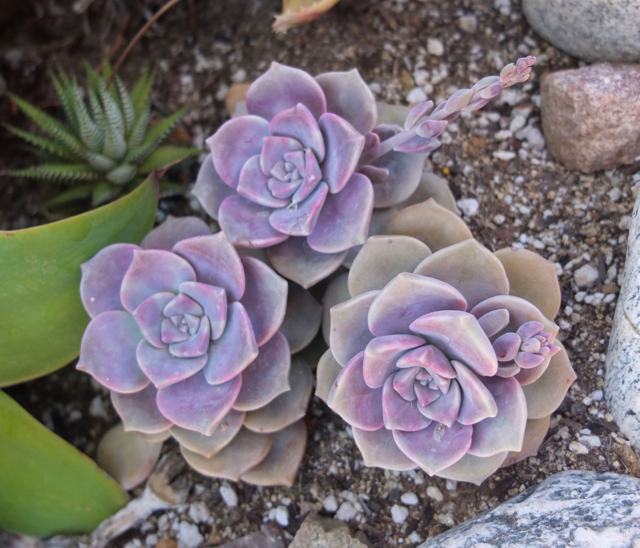 Граптопеталум Пурпл Делайт