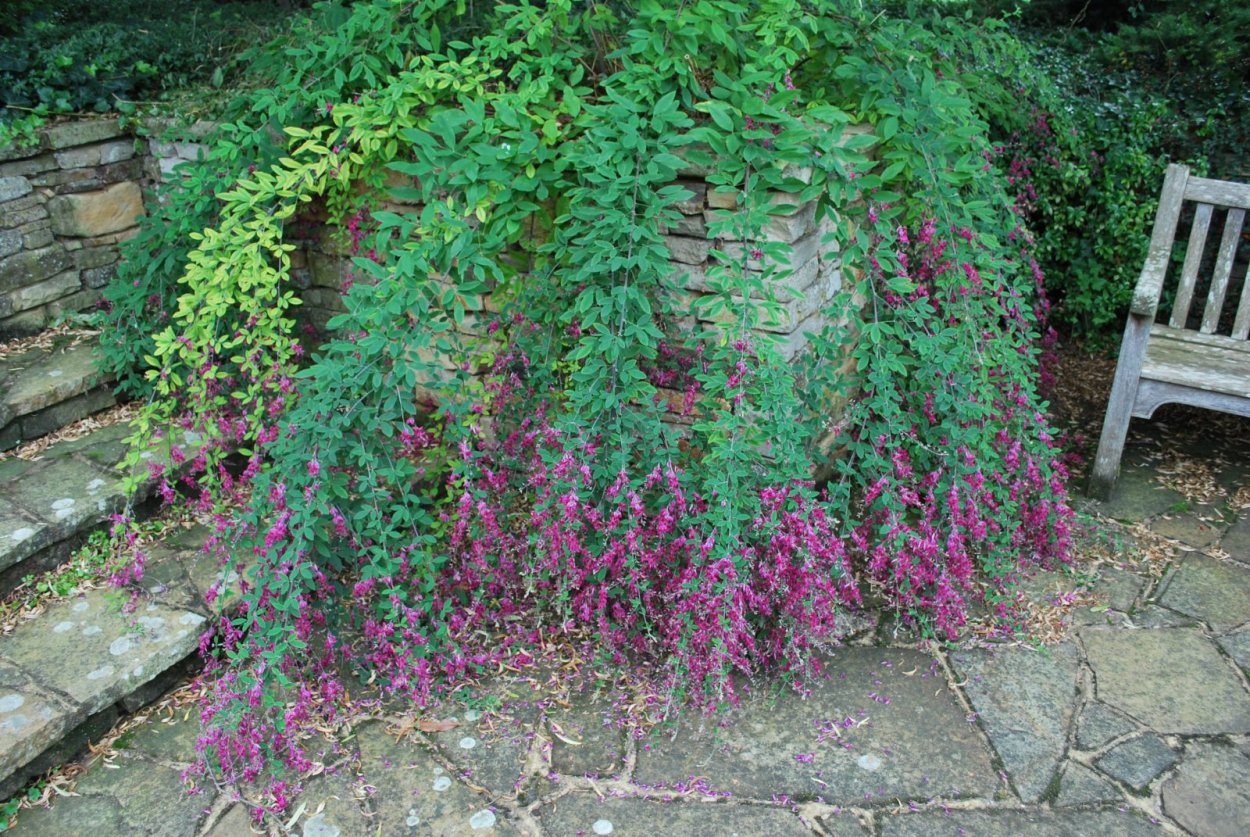 Леспедеца двуцветная (Lespedeza bicolor)