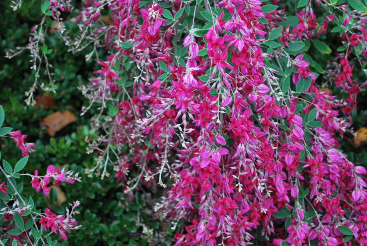 Леспедеца двуцветная (Lespedeza bicolor Turcz.)