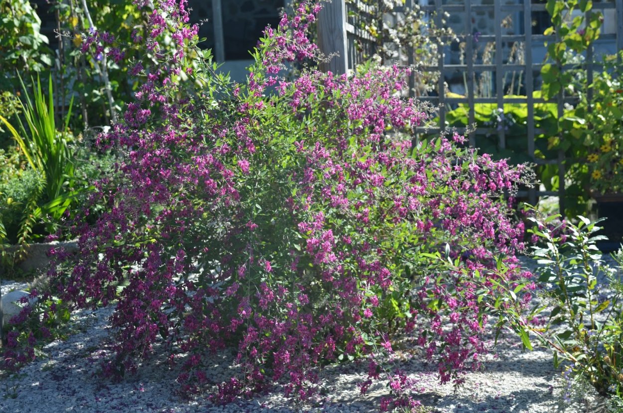Lespedeza thunbergii