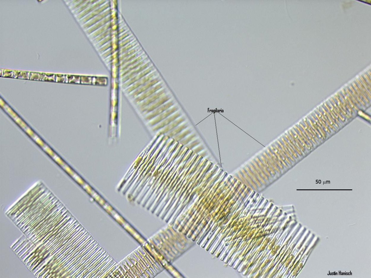 Фрагилярия водоросль