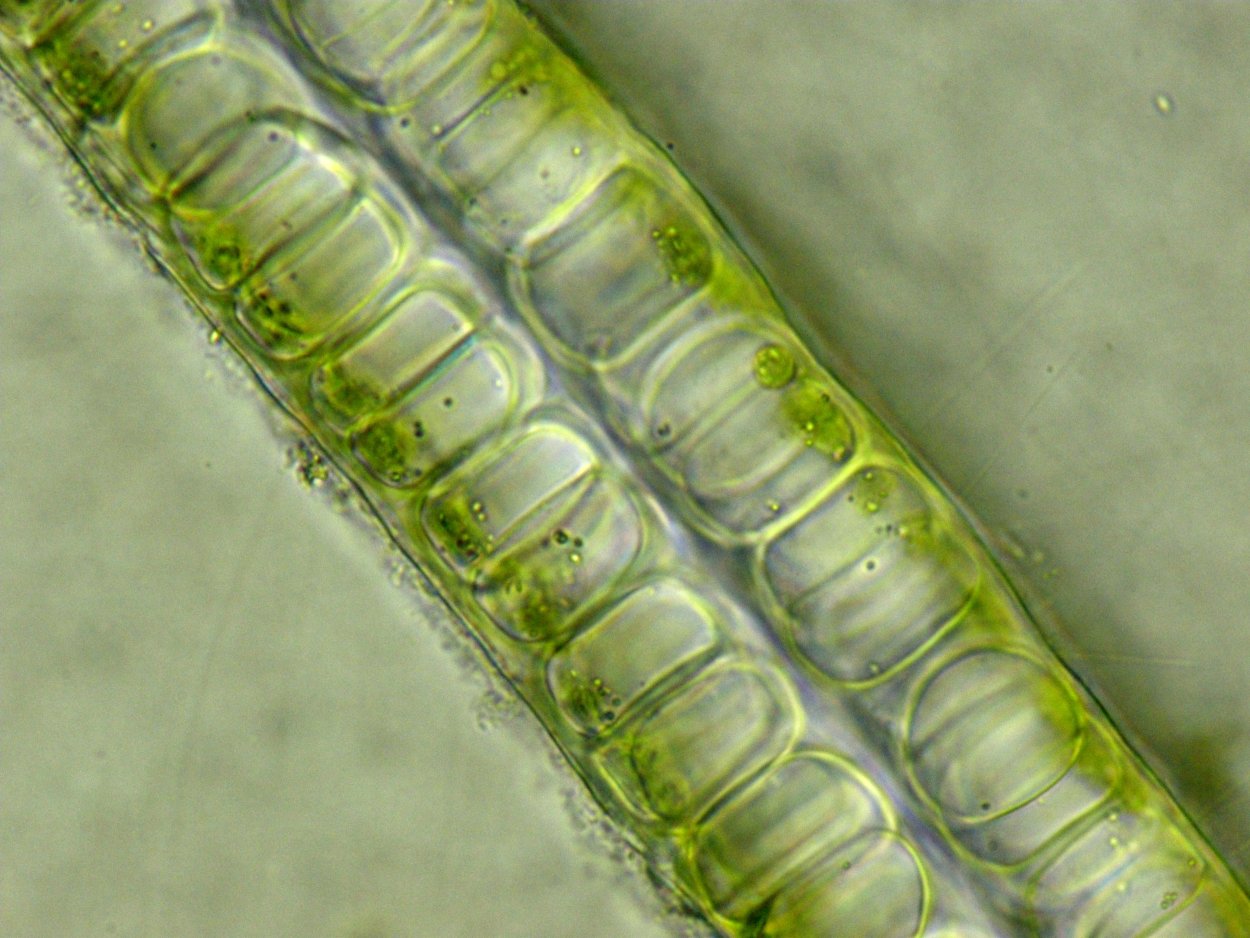 Цвет бурой водоросли Kelp