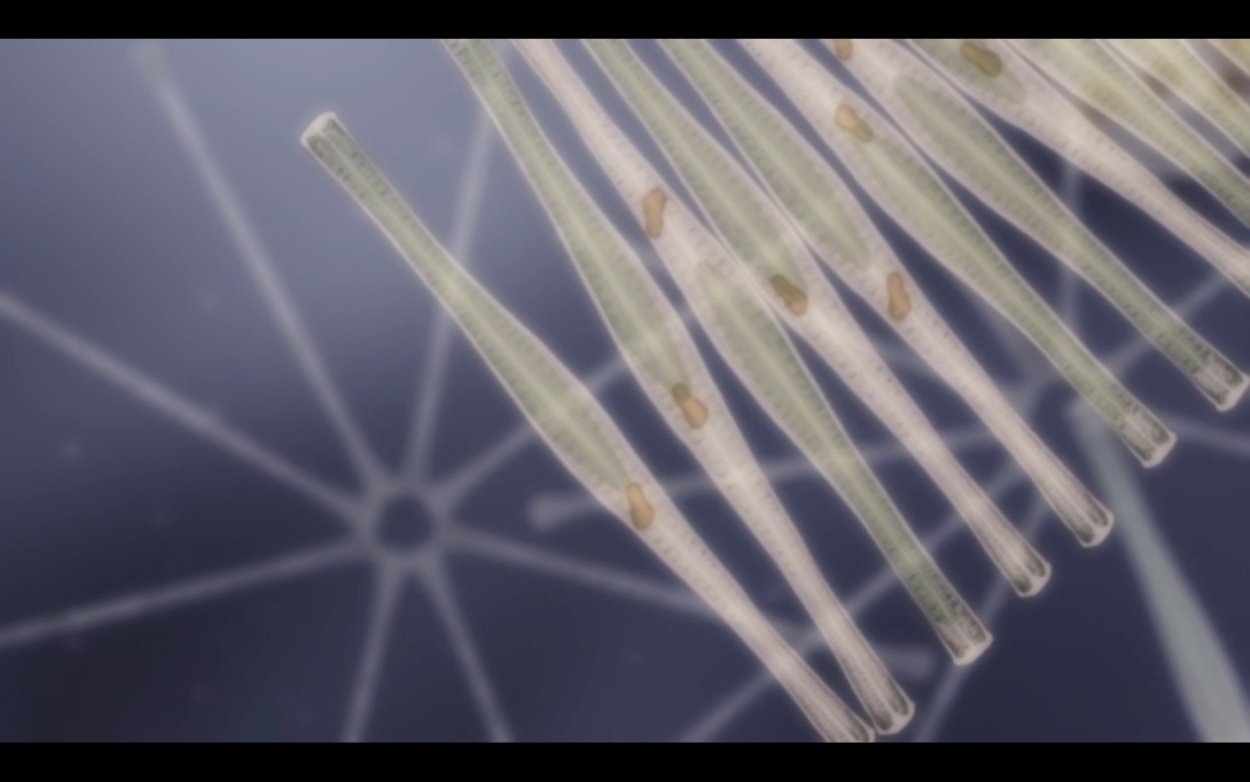 Бурые водоросли algae