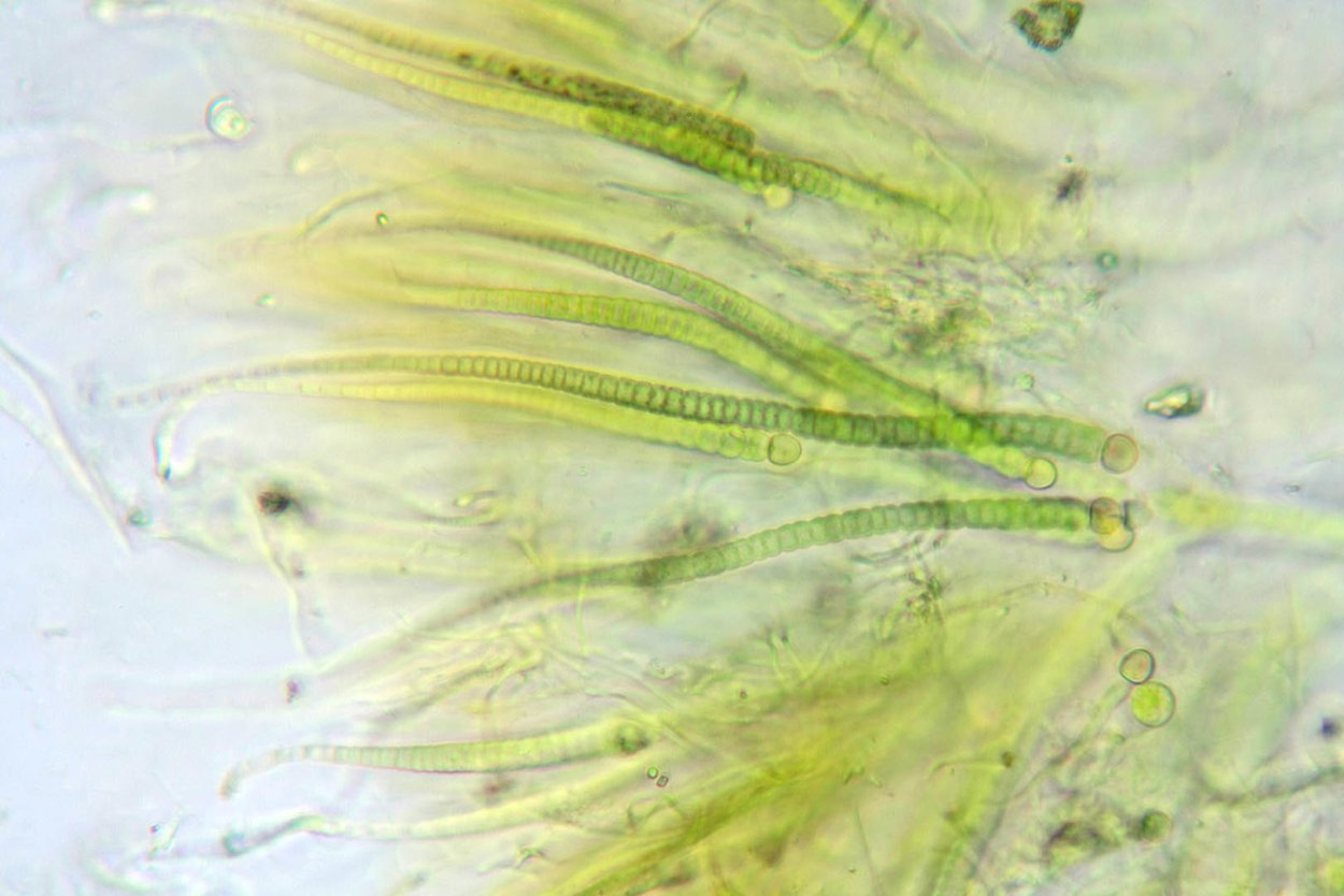 Дазия водоросль