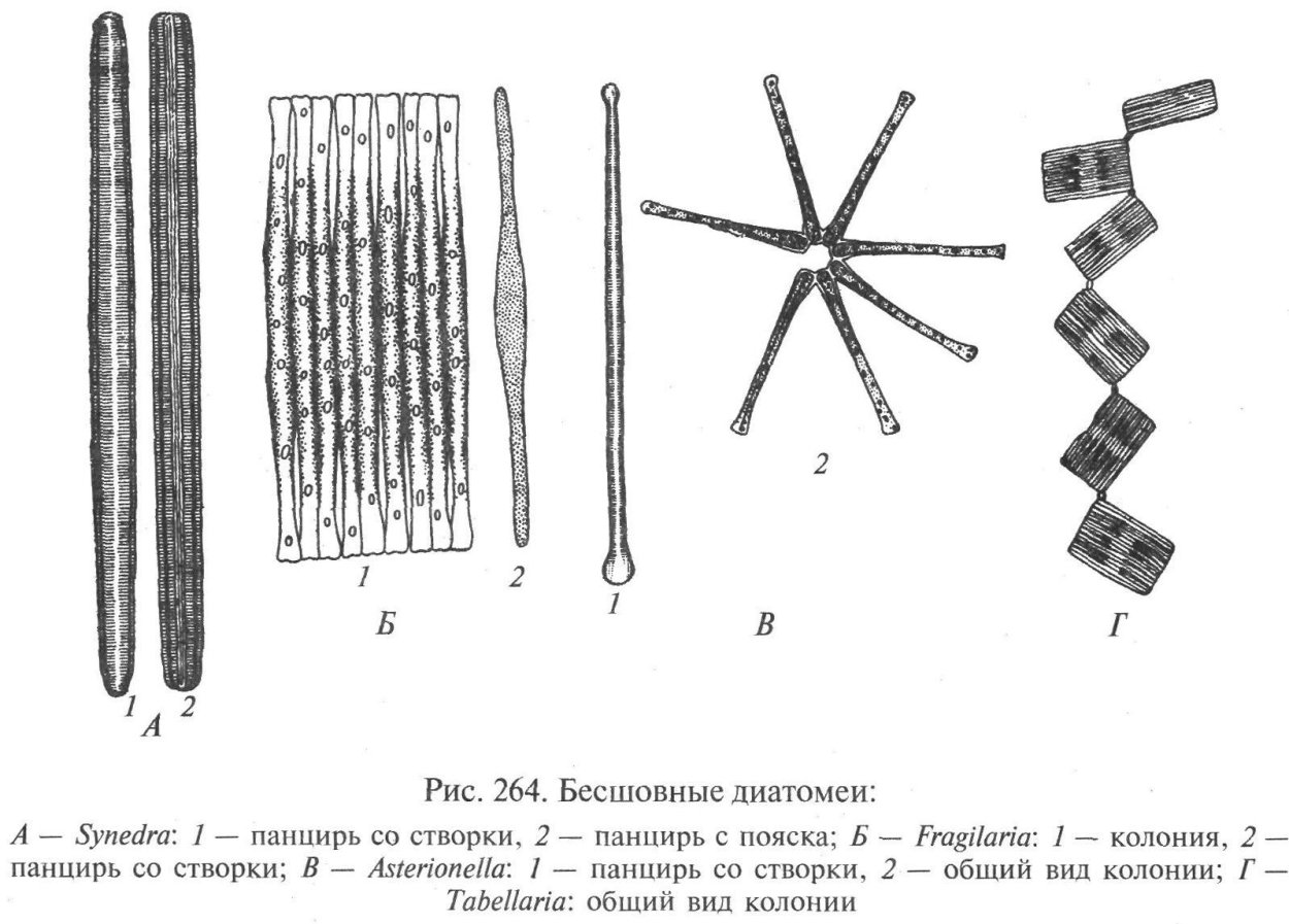 Bacillariophyta диатомовые водоросли