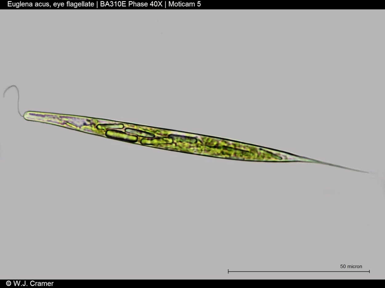 Перидиниевые водоросли