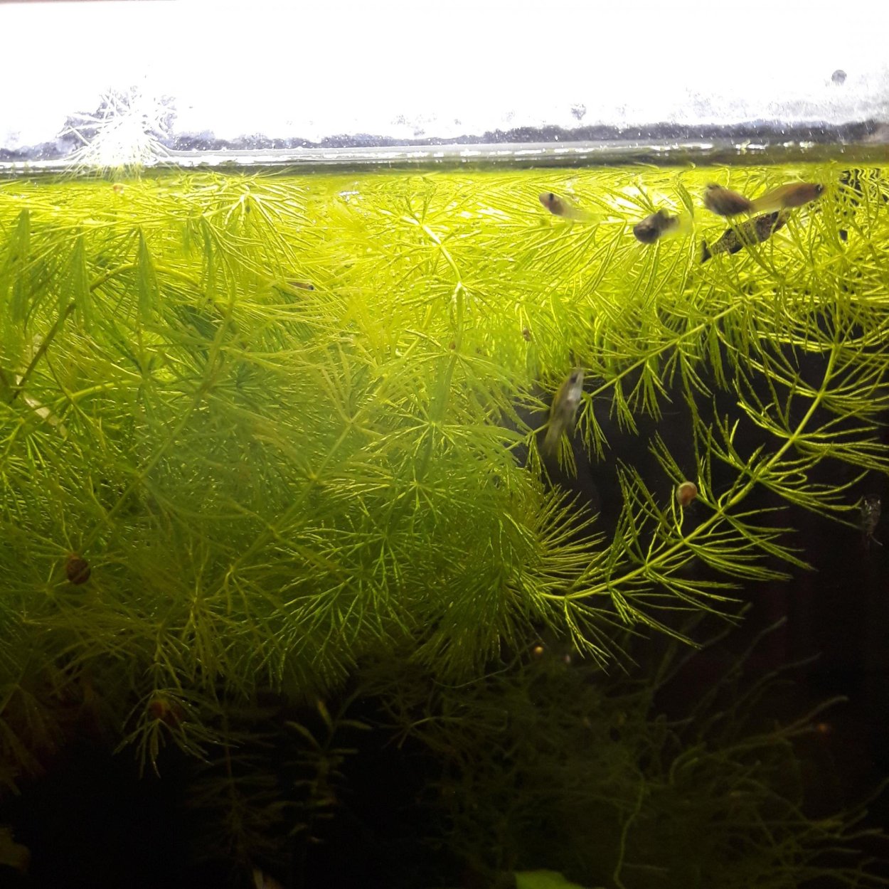 Масло водорослей